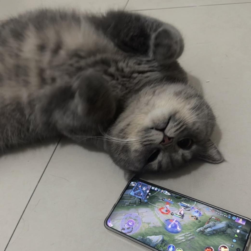 空心菜大王🐱