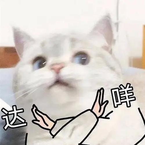 猪咪