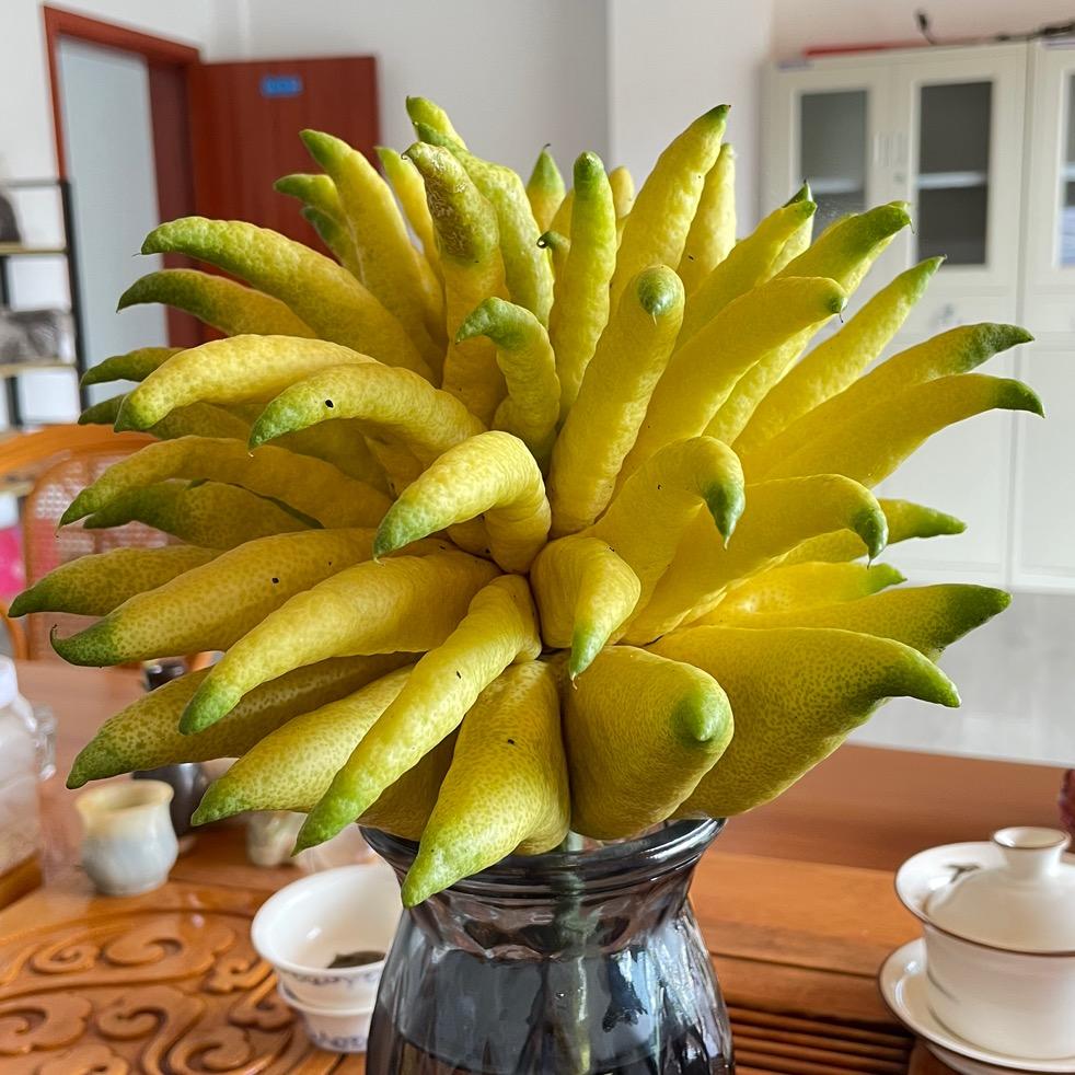 金佛手种植基地