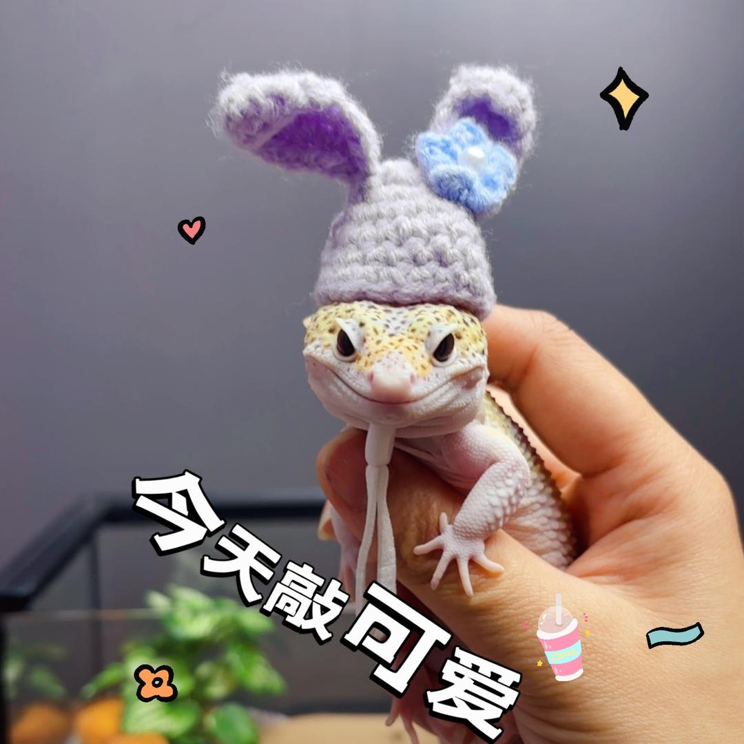 浩克爬宠日常