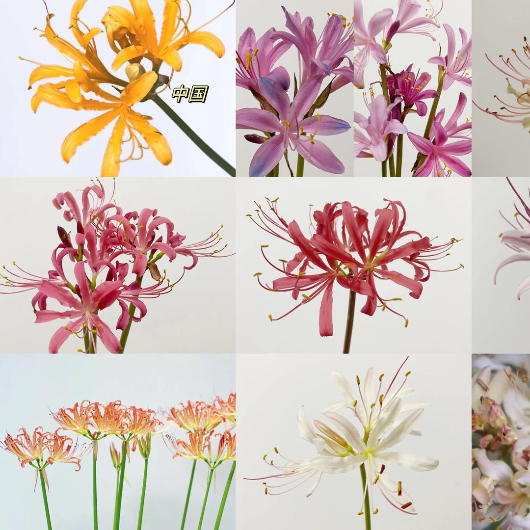 昆明澜枫鲜花批发