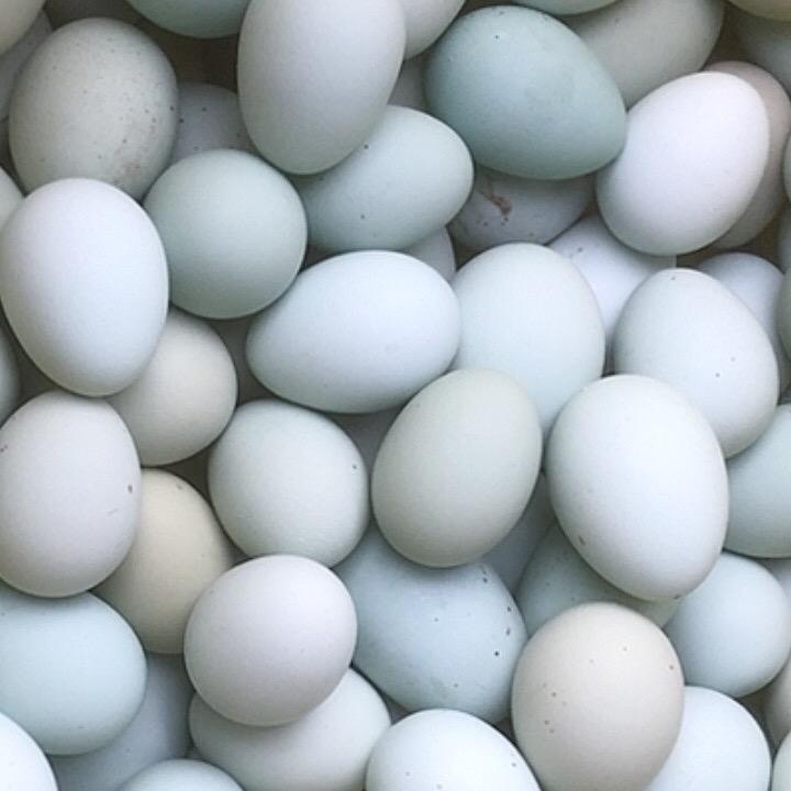 侯氏绿壳蛋
