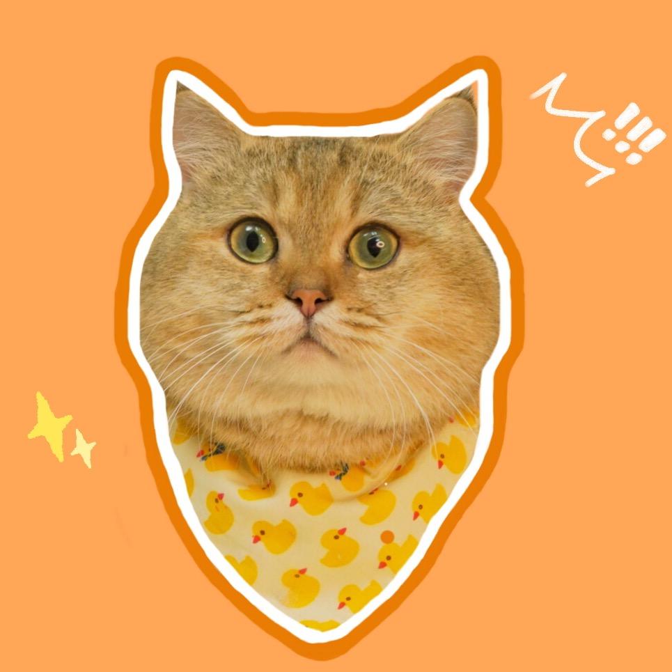 宠大头猫猫铺(白班)