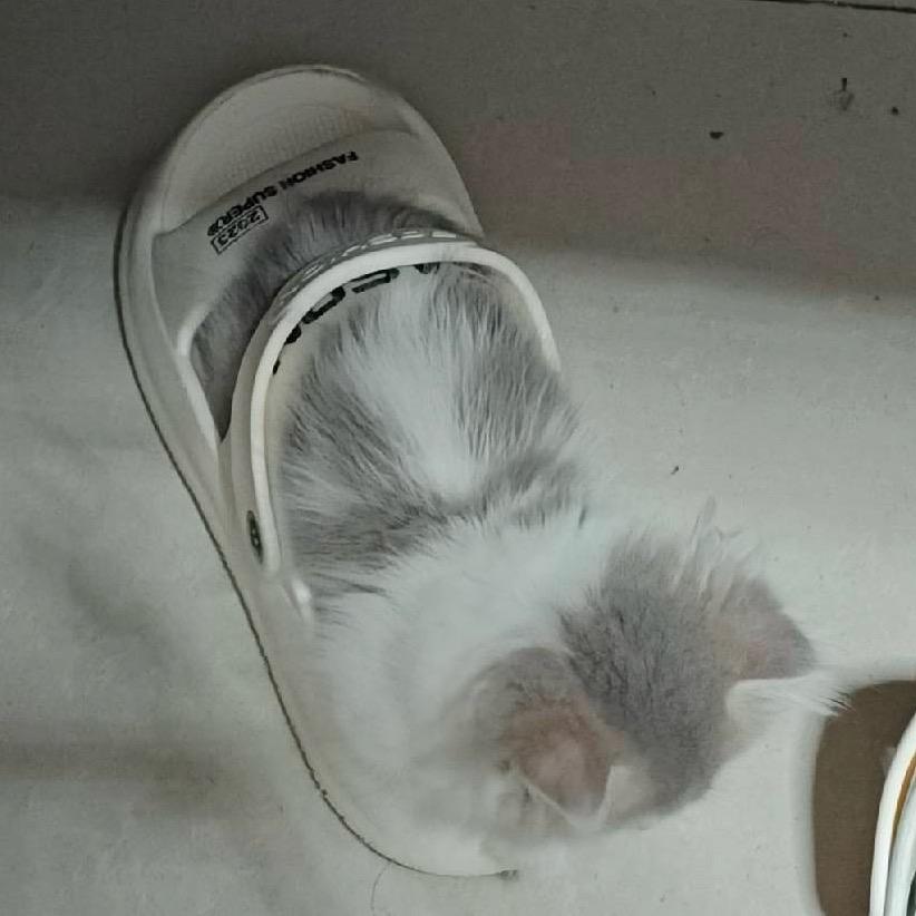 妖怪