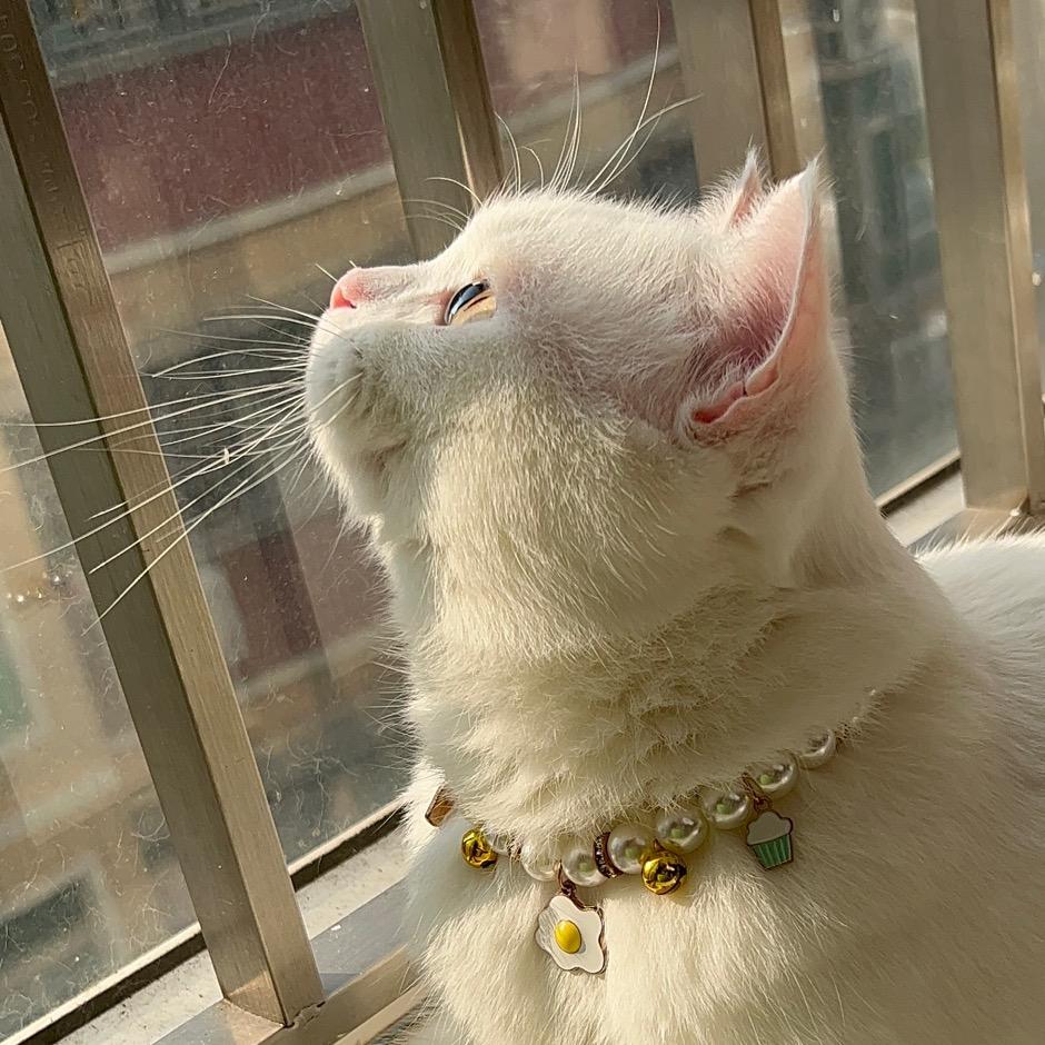 一只猫八戒