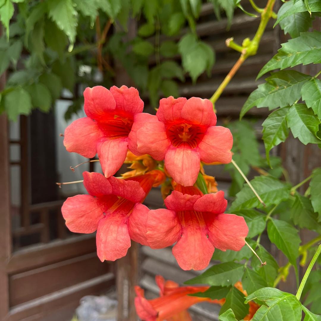 漫步🌺