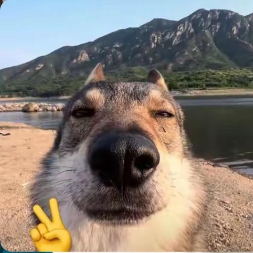 先有鸡