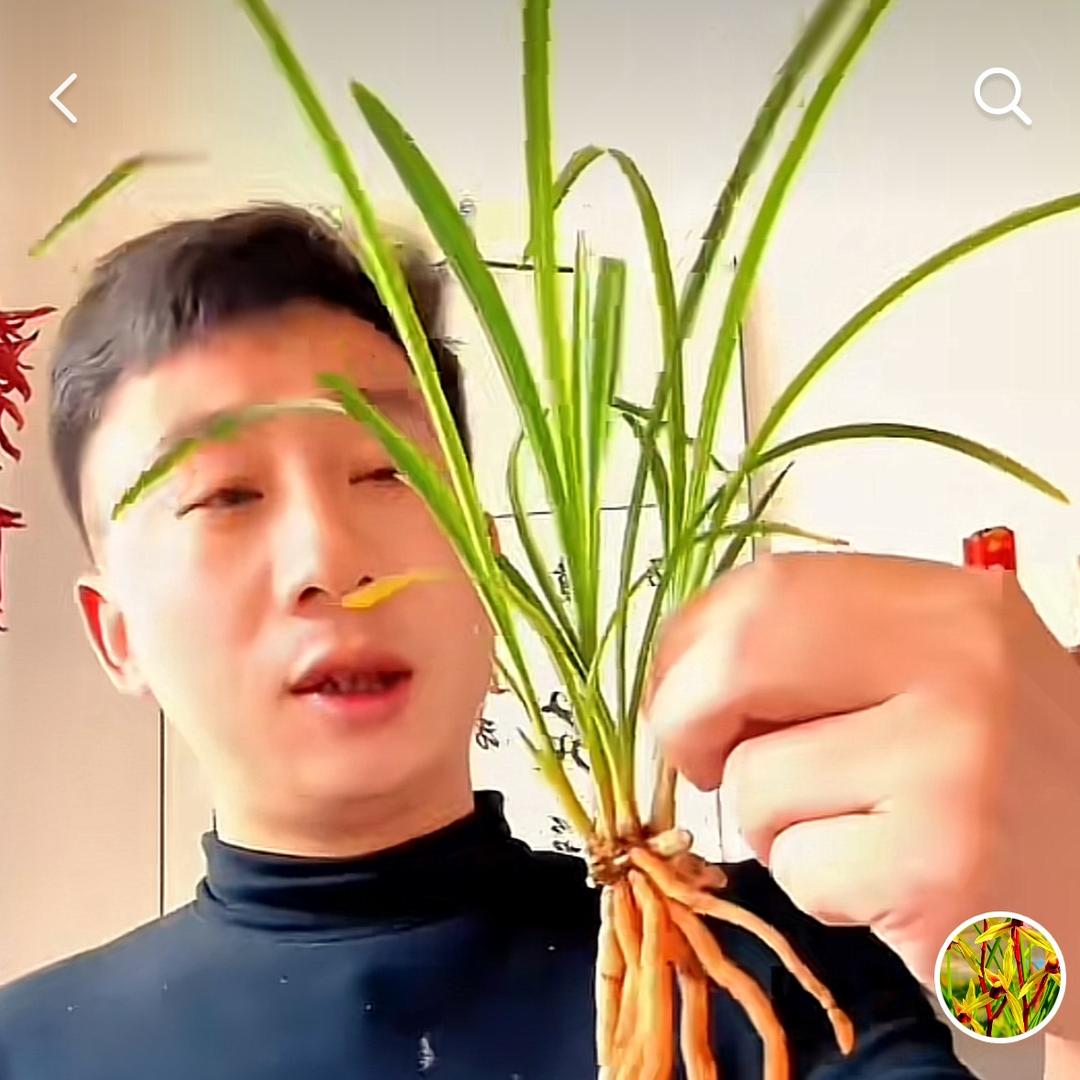 云南深谷幽兰苑