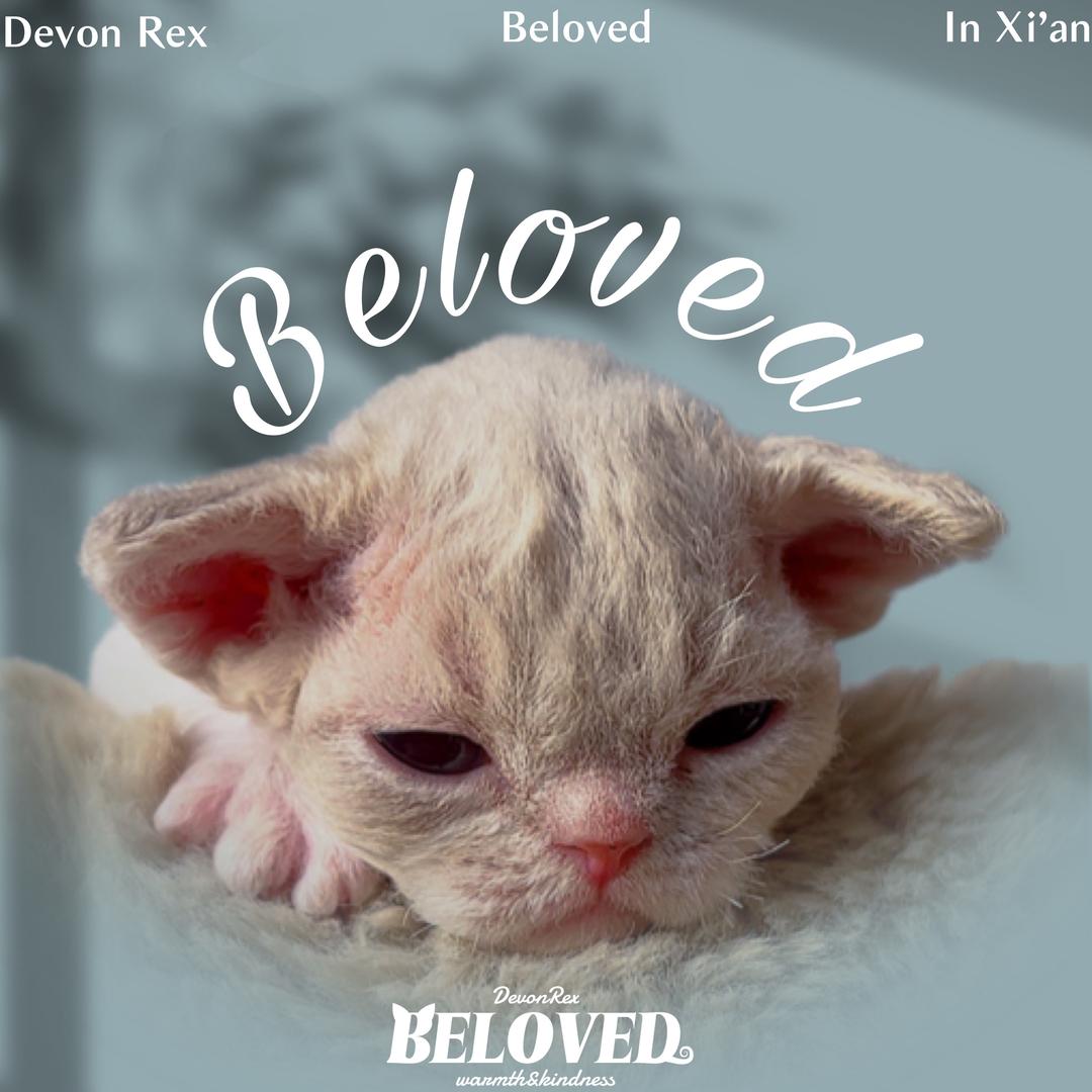 Belove德文卷毛猫舍（保持饥饿）