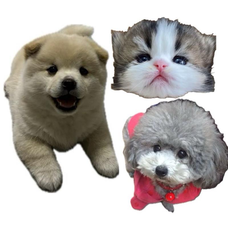 小猫佩奇