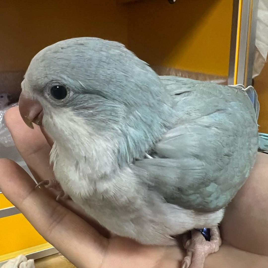 大罗鹦鹉🦜养殖场