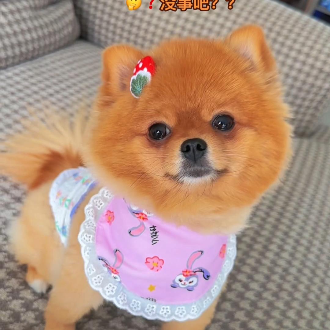 波妞🐶👉宠物用品