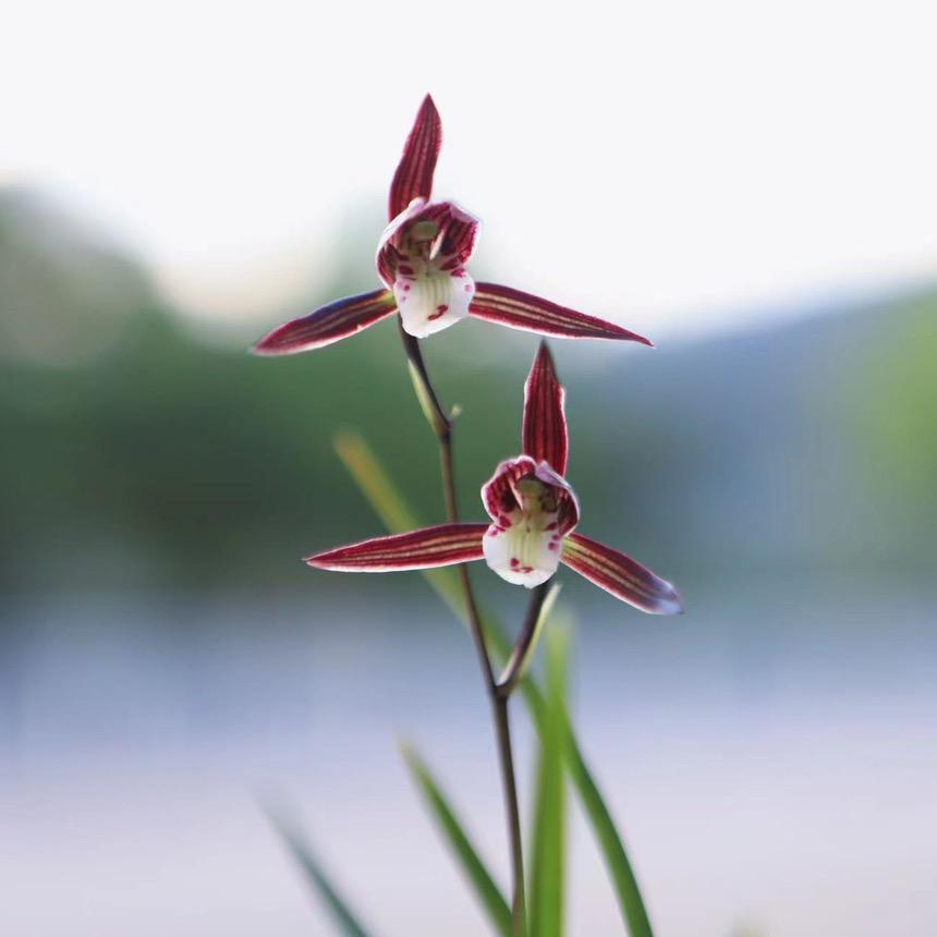 花沐兰