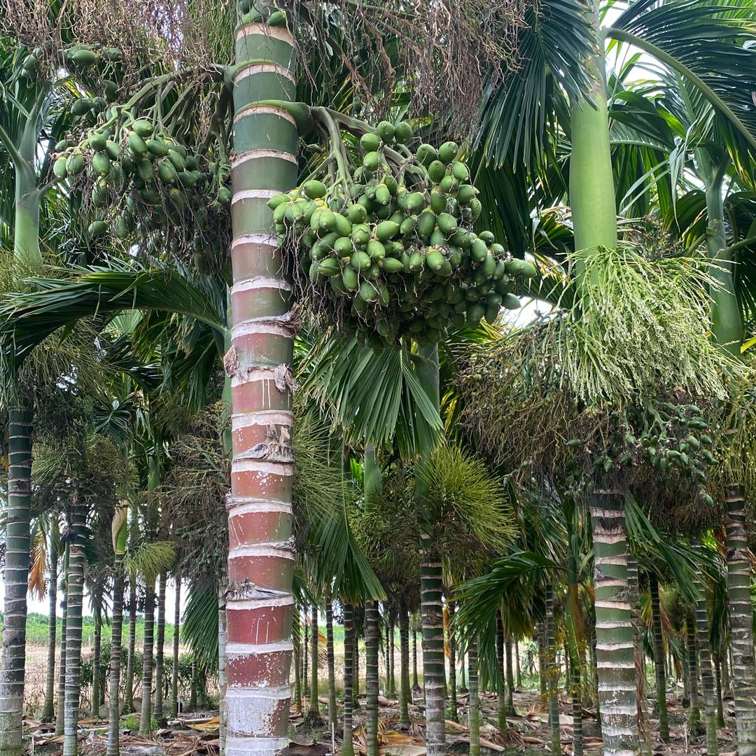 槟榔种植小能手