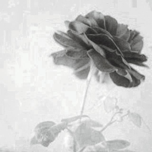 李小菲