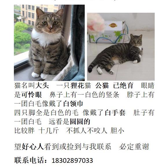 三只猫^_^