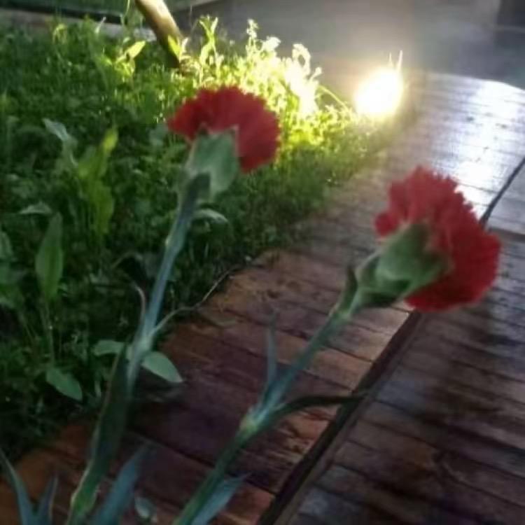 洁