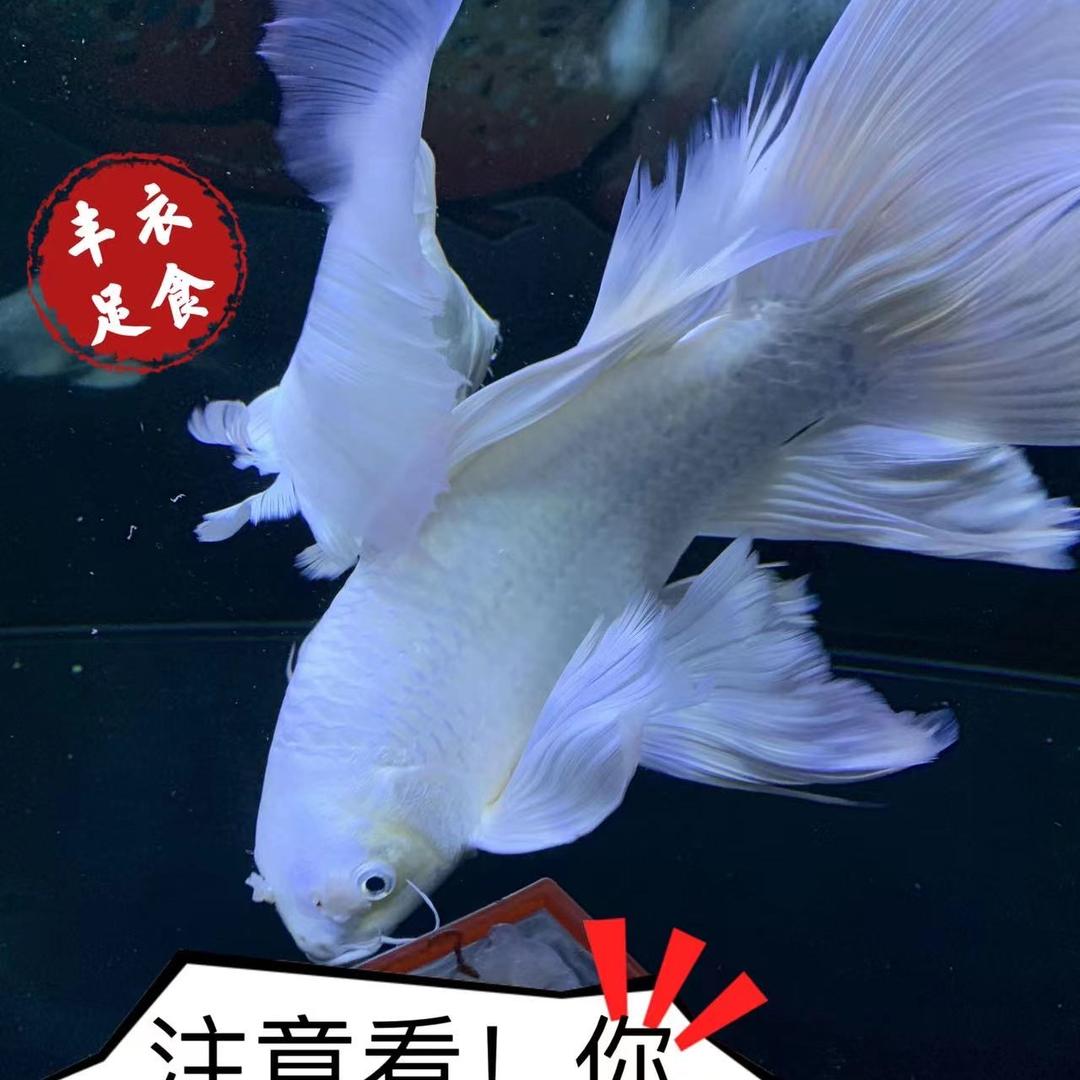 丰衣大卫足食水族