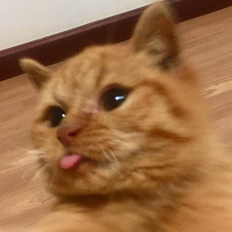 川的猫