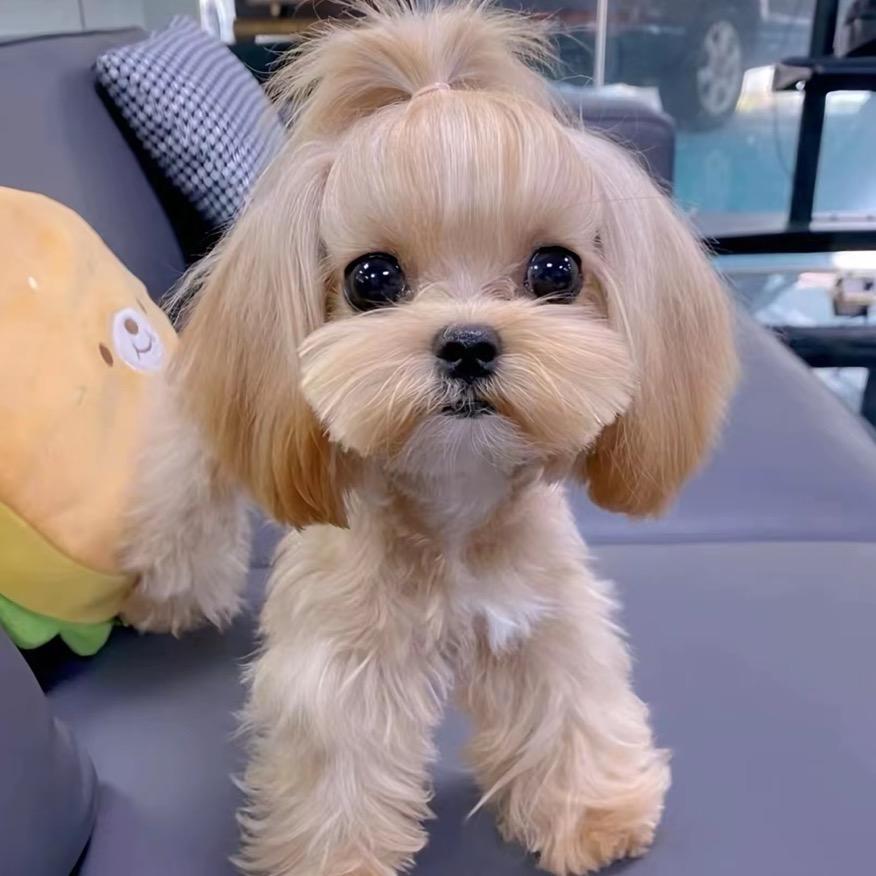 小糊涂