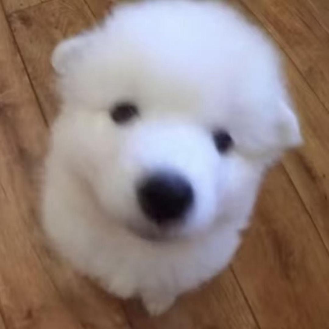 小新新（已退网）