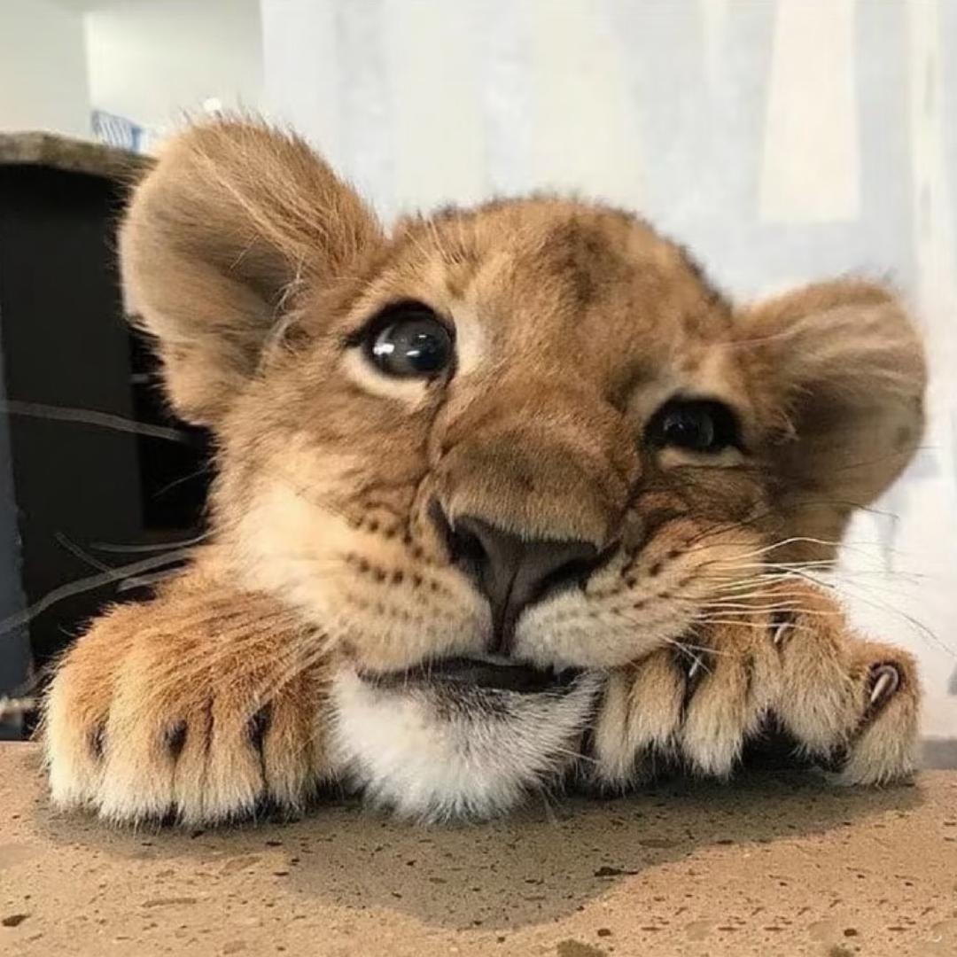 一只狮艺