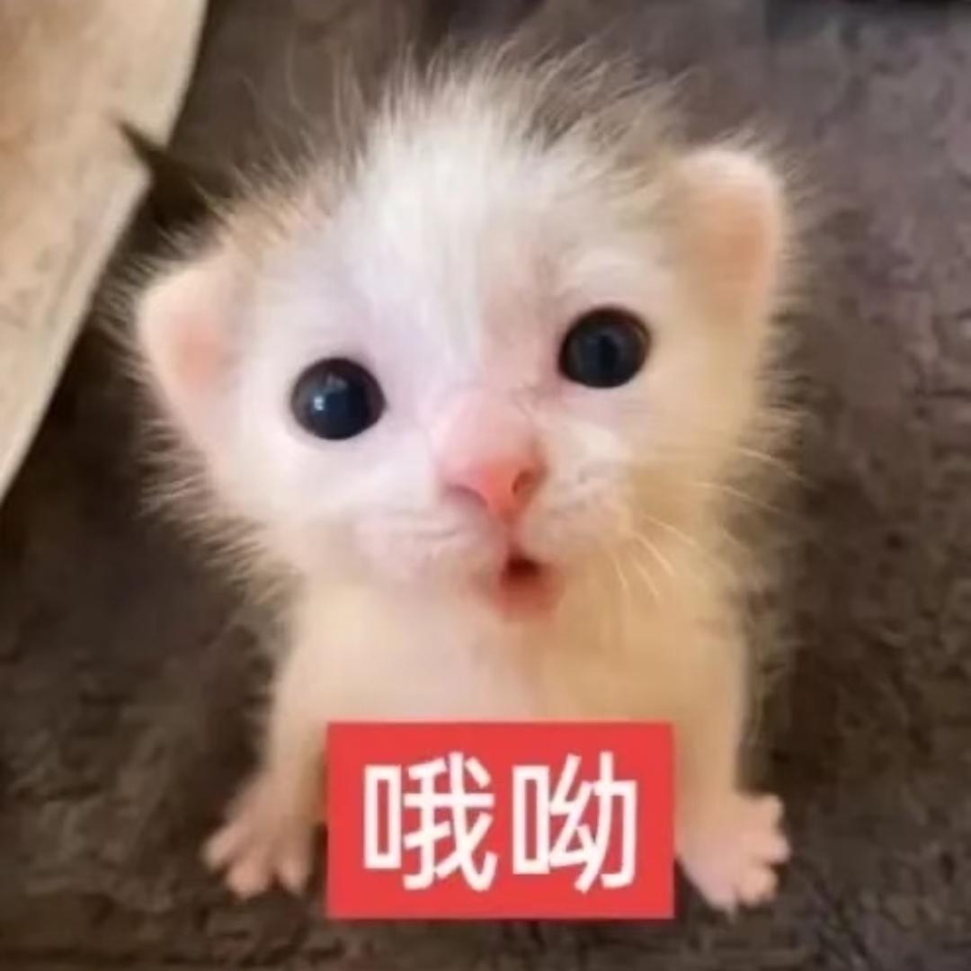 荔枝涵涵