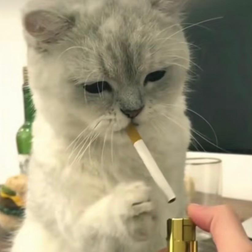 猫咪小