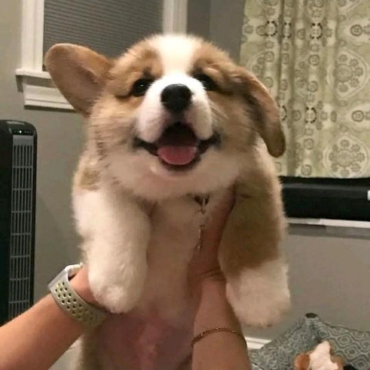 这河狸吗
