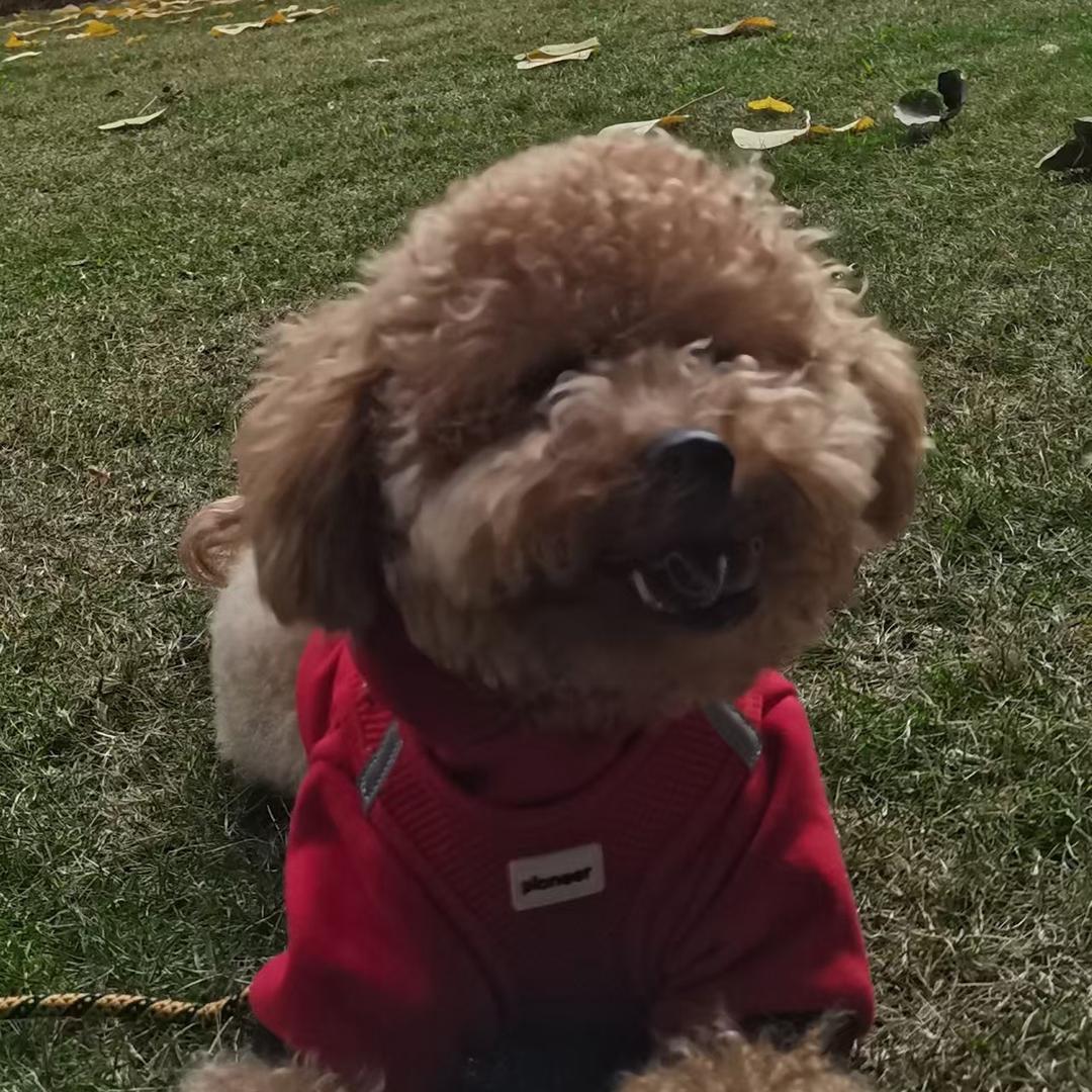 火基是只熊泰迪