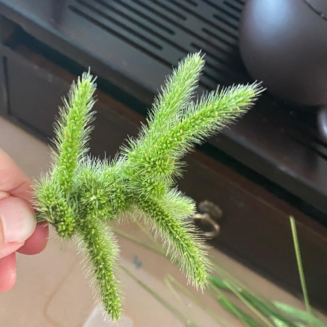 犟菜（和平精英）