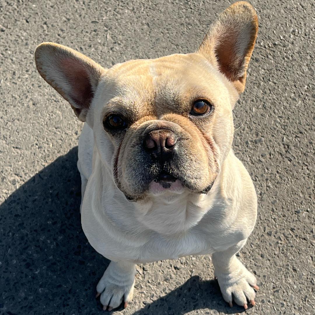 Optimus Prime w mask