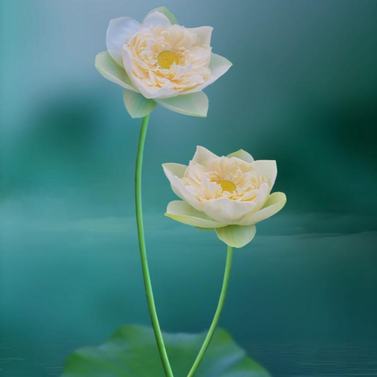 张老师吖