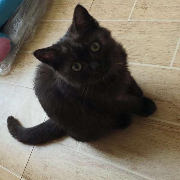 幸运🐱