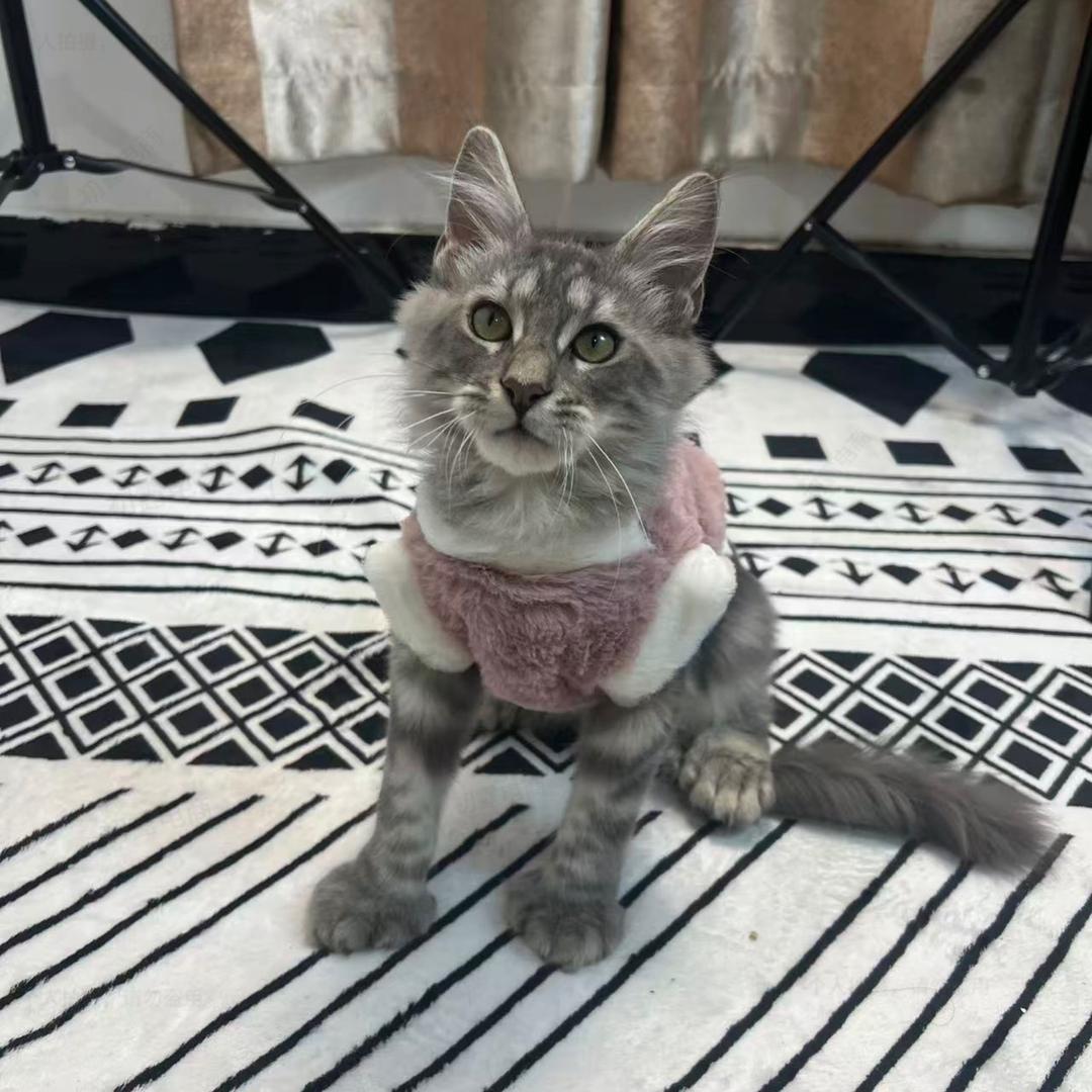 养一只缅因叮铛猫