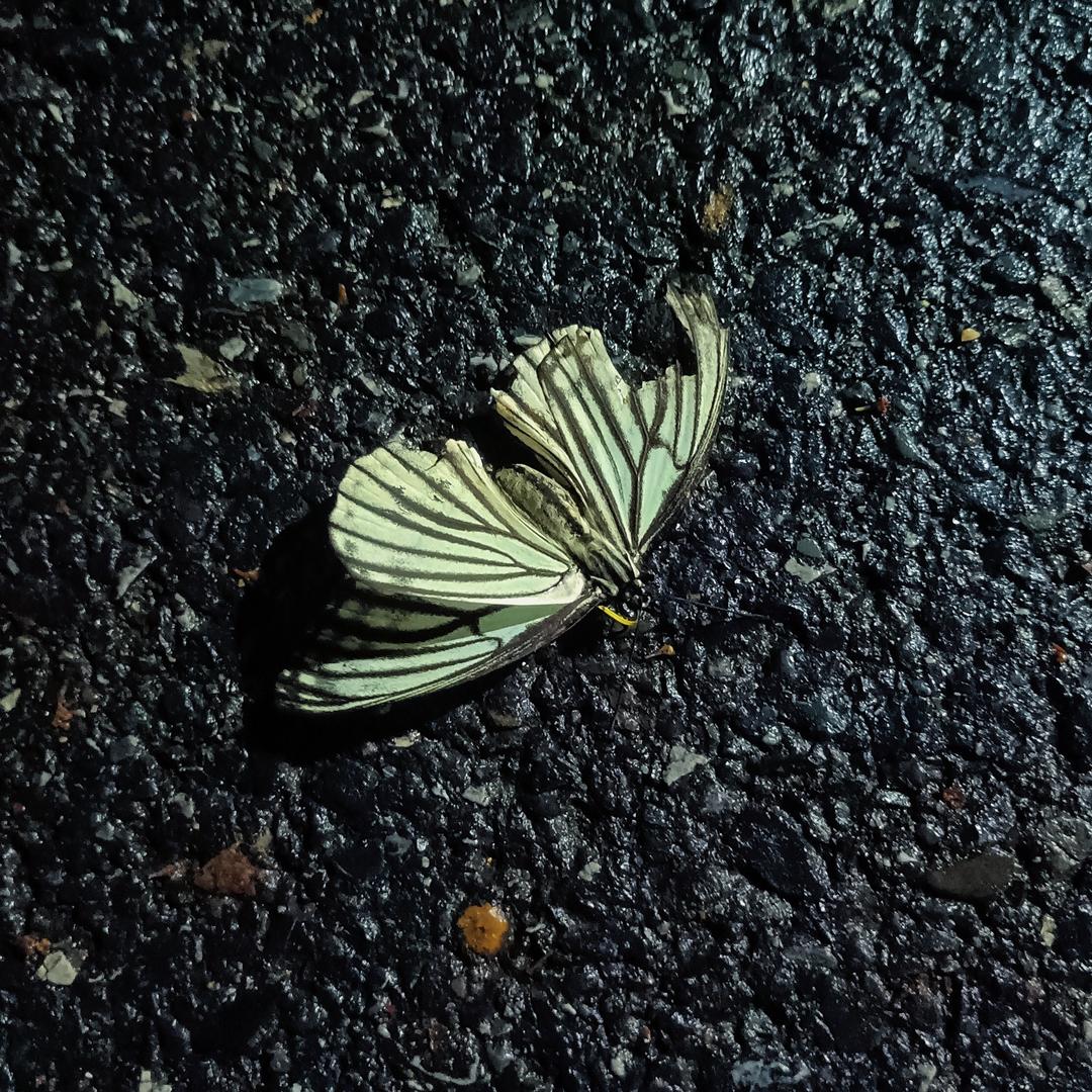蝉木