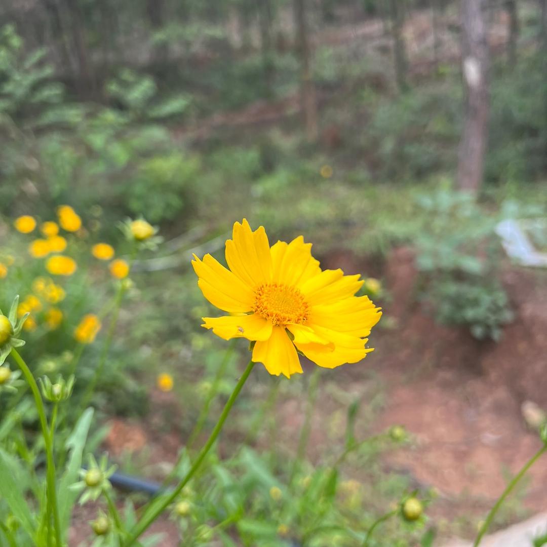 想你的时候问月亮