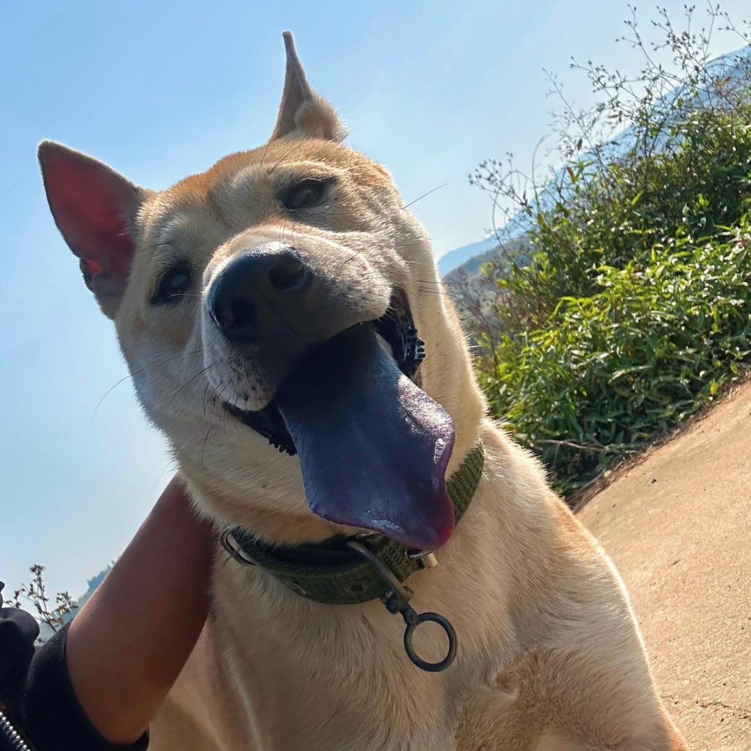 田园犬圆圆¨̮