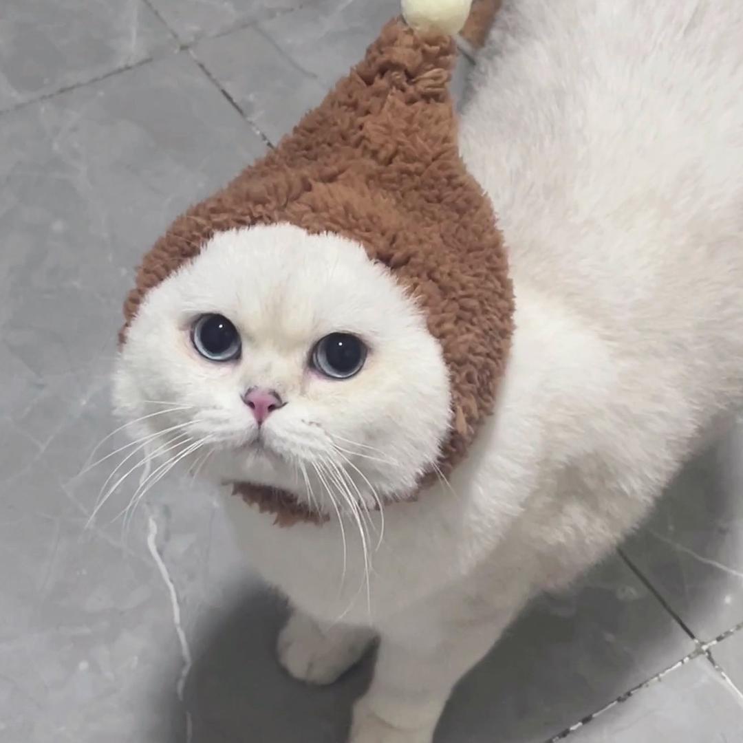 仔仔不是猪🐽