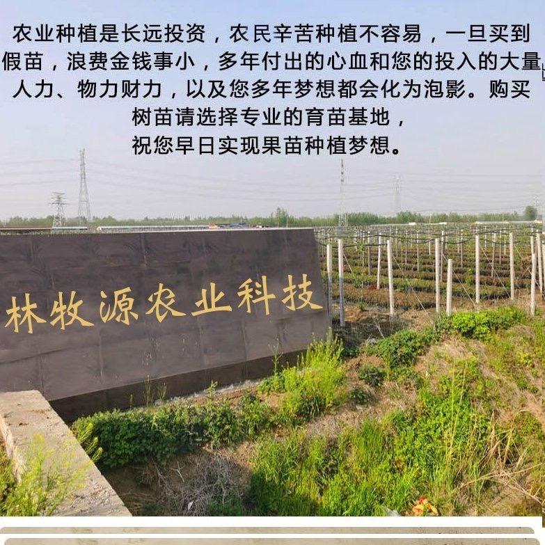 山东林牧源蓝莓苗基地