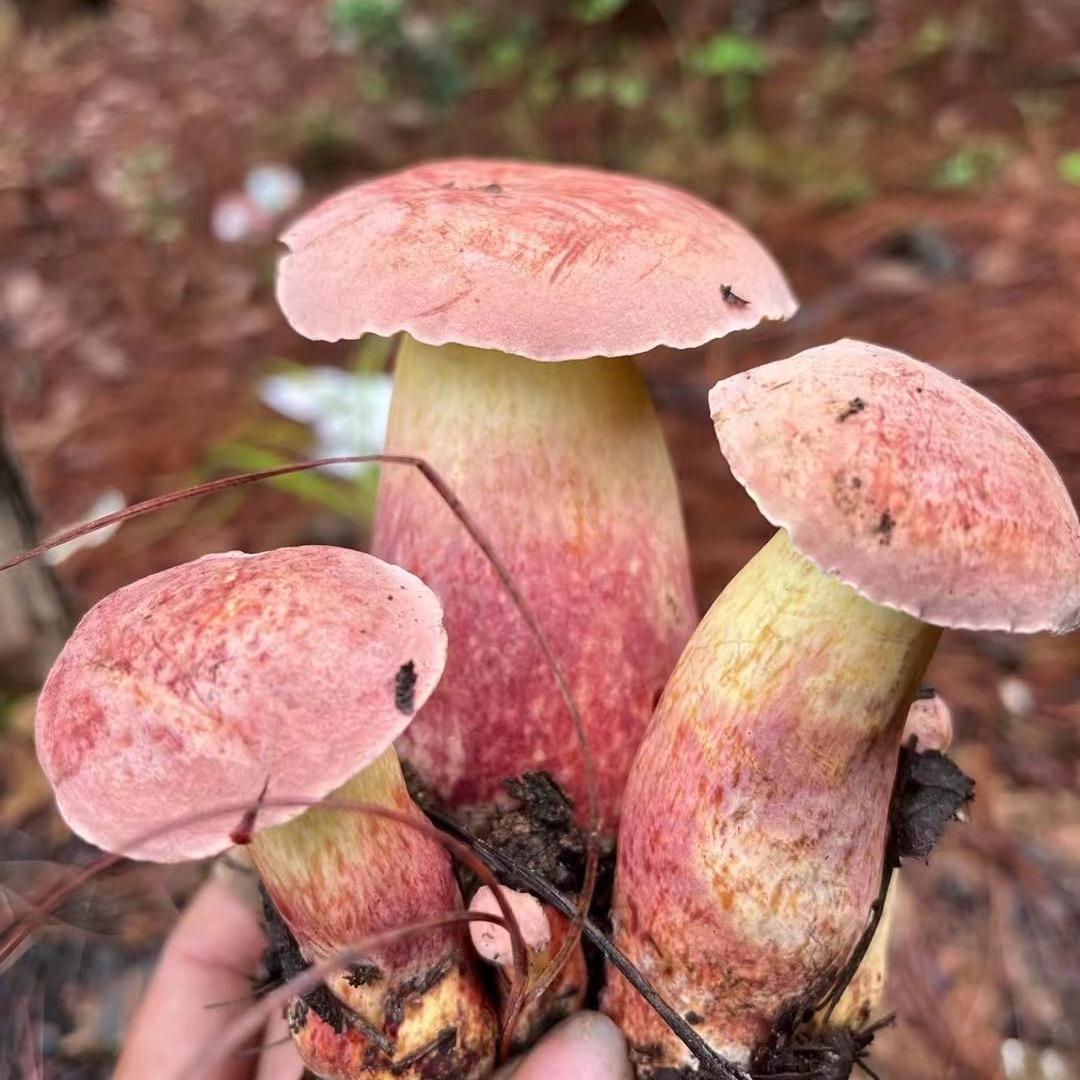 山间土特产