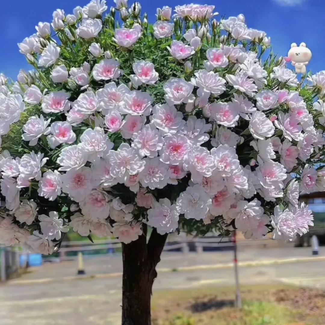 小辣椒