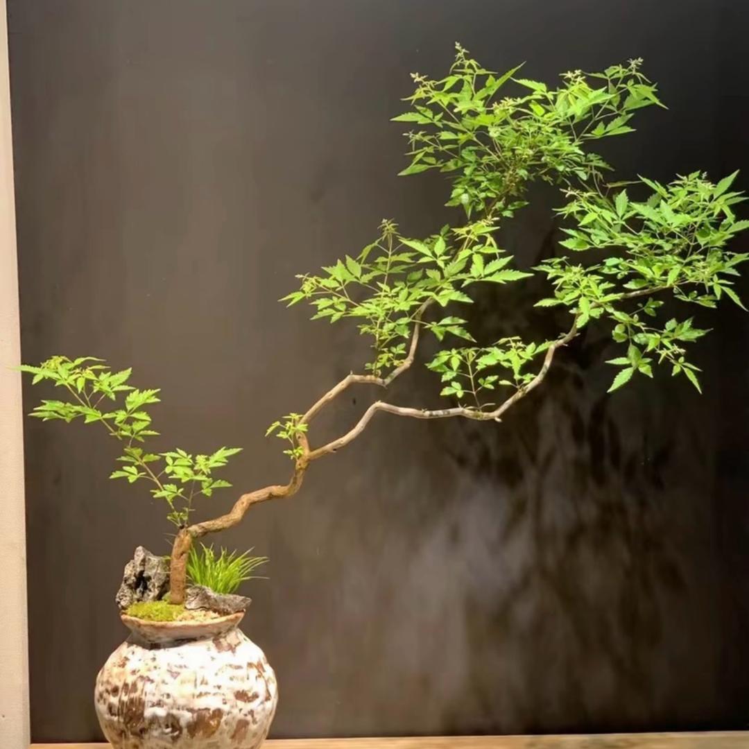 胡子哥盆景素材