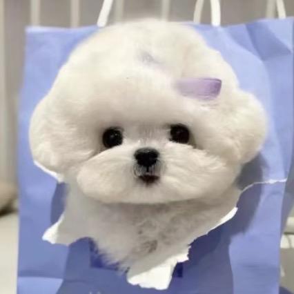 北京宏哥比熊犬舍