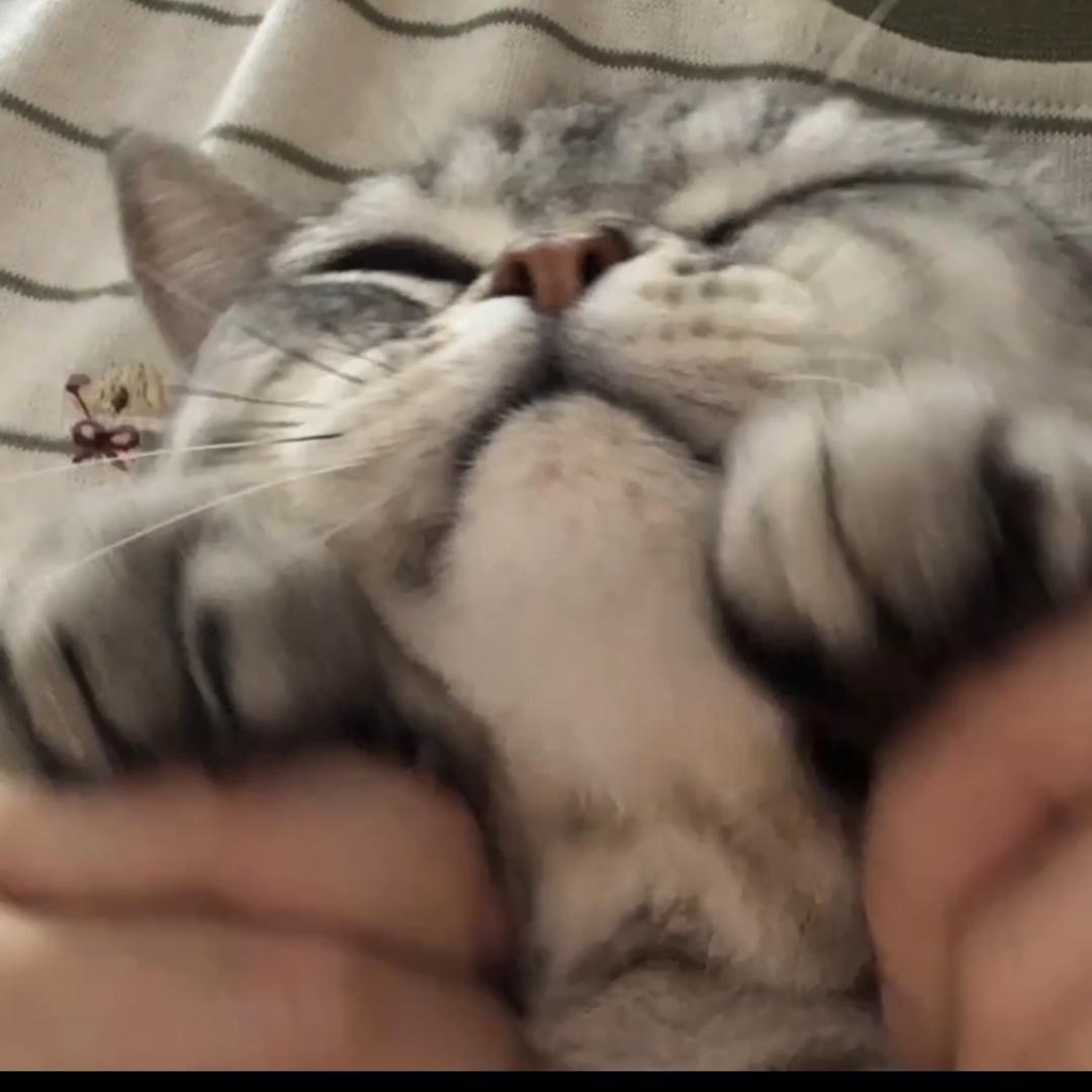 胖虎和大贝
