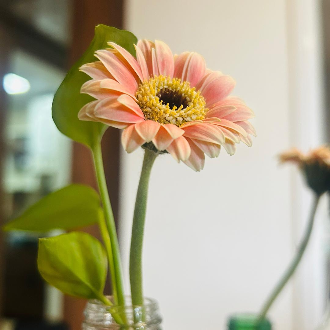 菁若