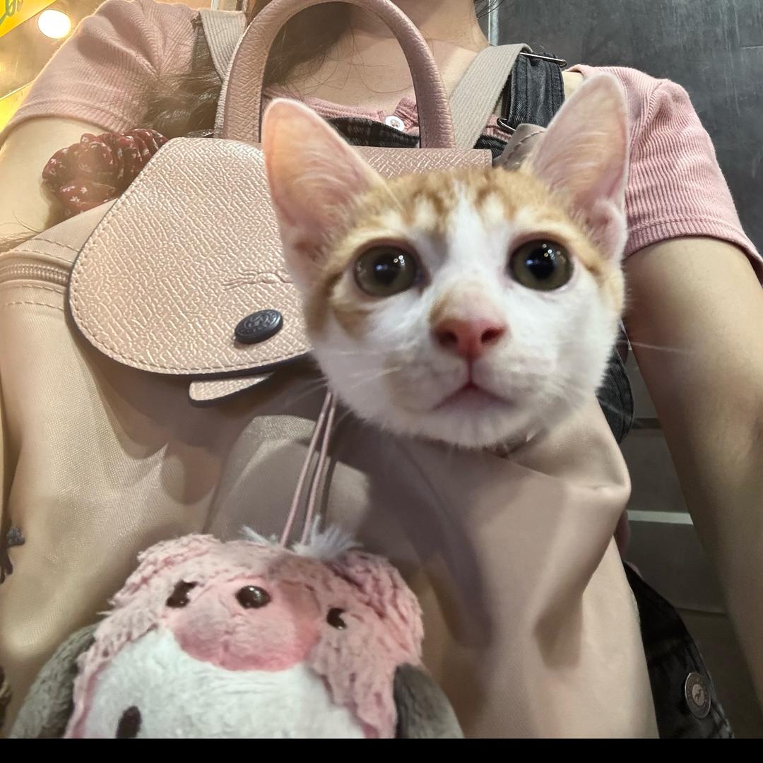 考拉啦啦啦的粽子宝