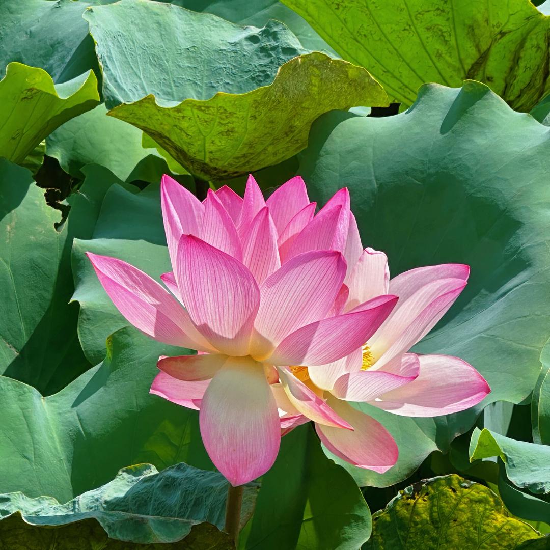 花卉绿植盆栽批发