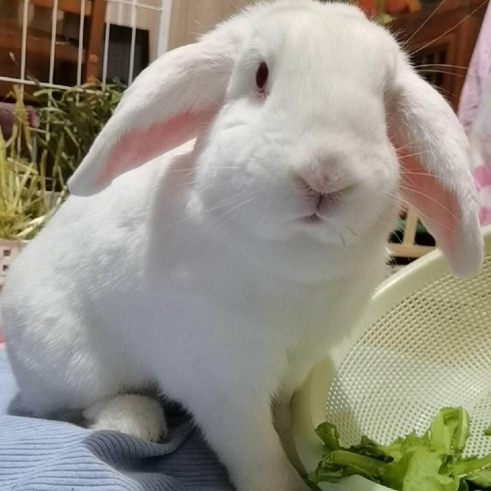 一片闲云