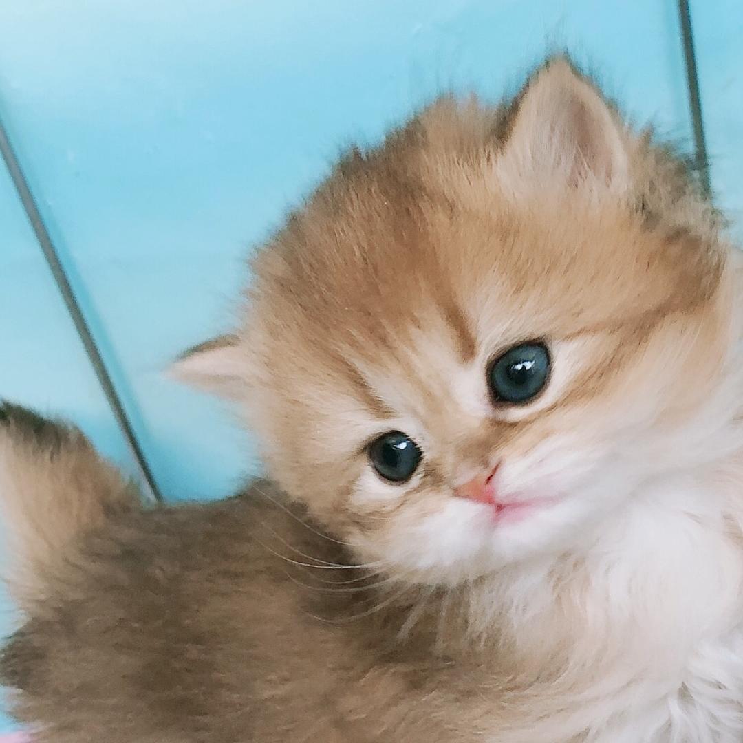 🐱嘎嘎甜（2号）